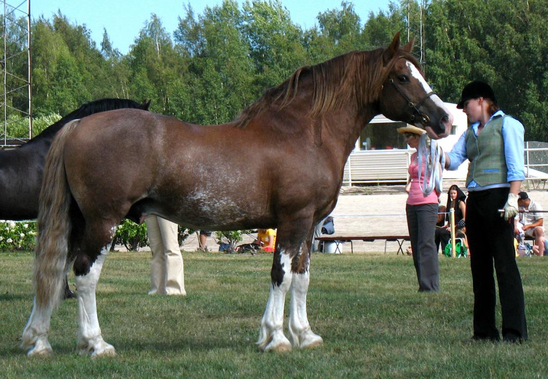 Welsh cob alezan sabino âgé de 14 ans, au modèle.