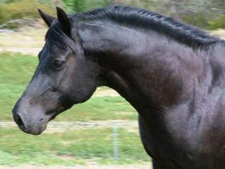 Tête d'un Welsh cob de robe noire. - Domaine public - V8Jess