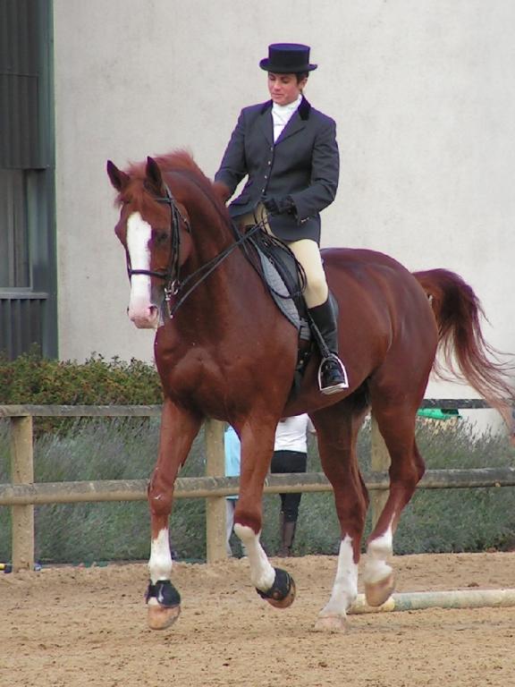 Le Westphalien excelle en dressage