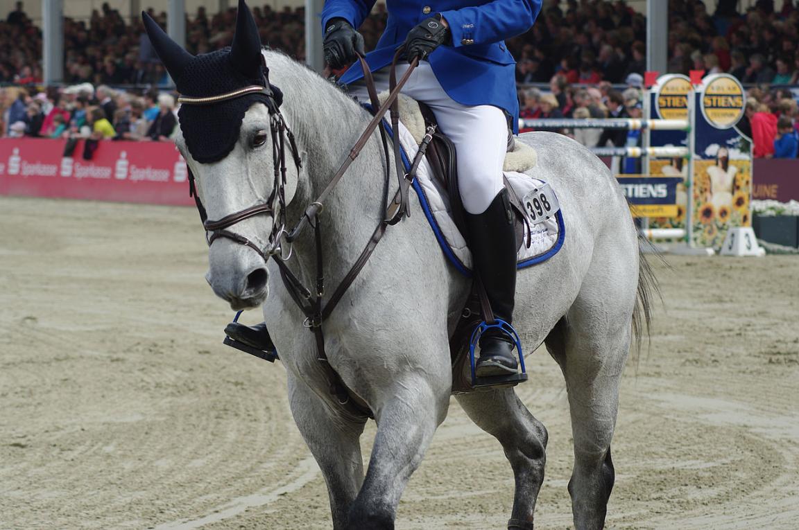 Le Westphalien gris Murtajiz Al Hawajer en 2013. - Horses & Dreams 2013: Mohammed Ghanem-Al-Hajiri mit Murtajiz Al Hawajer - Olaf Kosinsky 