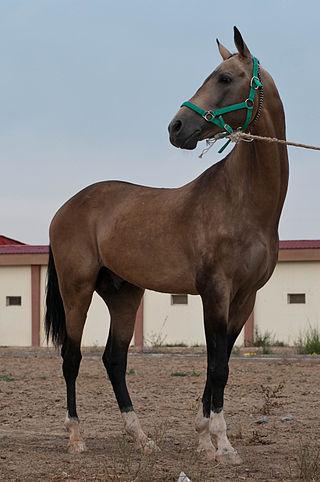 Akhal-Teke Photography