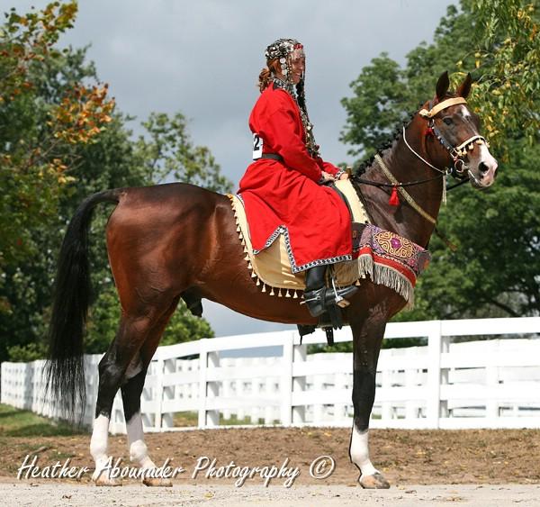 Akhal-Teke Photography