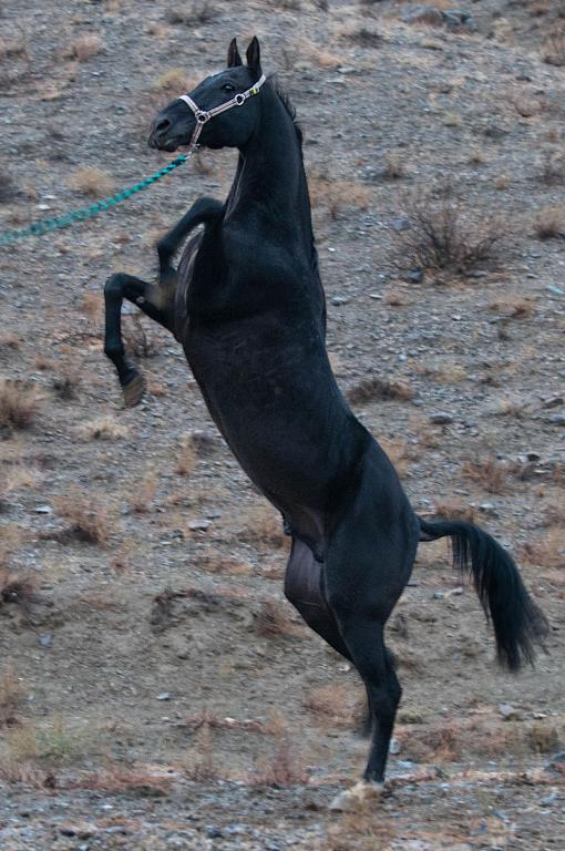 Akhal-Teke Photography