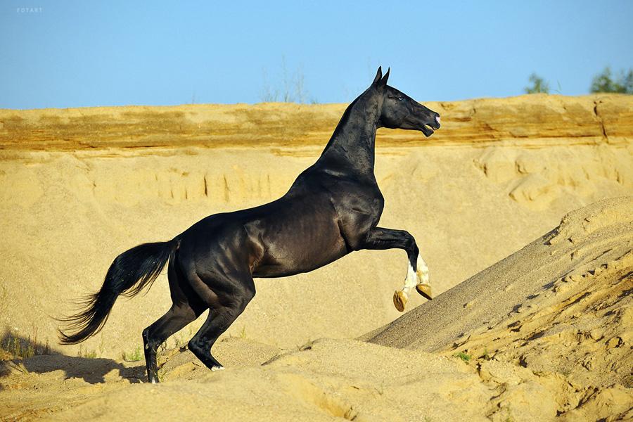 The Russian Akhal-Téké stallion Tokhtamysh, black coat