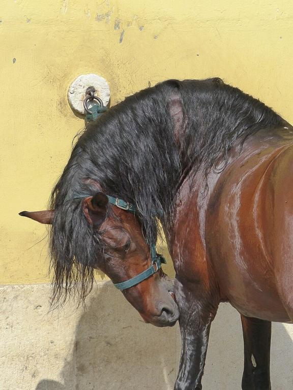  Alter Real of the Portuguese School of Equestrian Art scratching himself. - CC BY-SA 4.0 - Tsaag Valren