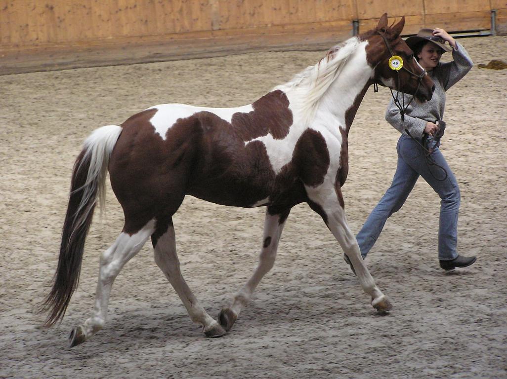 American Paint Horse - CC BY-SA 3.0 - Karakal 