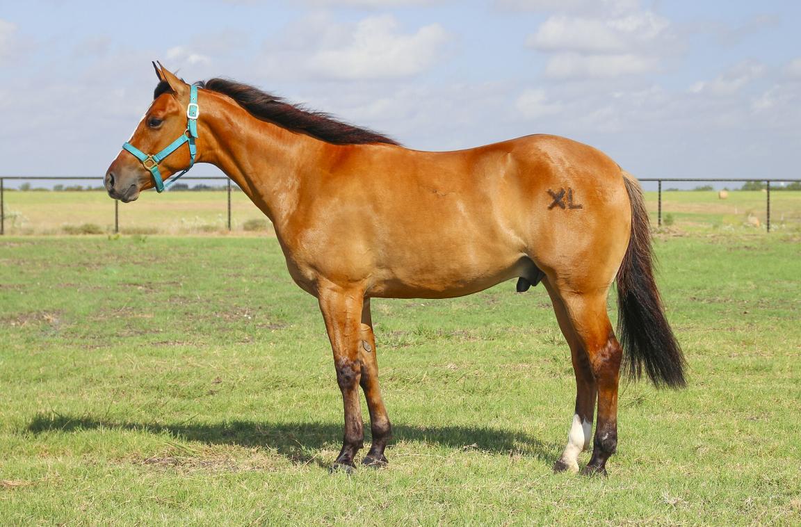 Quarter Horse model, seen from the side. - Betty Wills (Atsme)