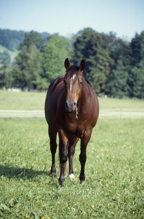 Quarter Horse halter, seen from the front.