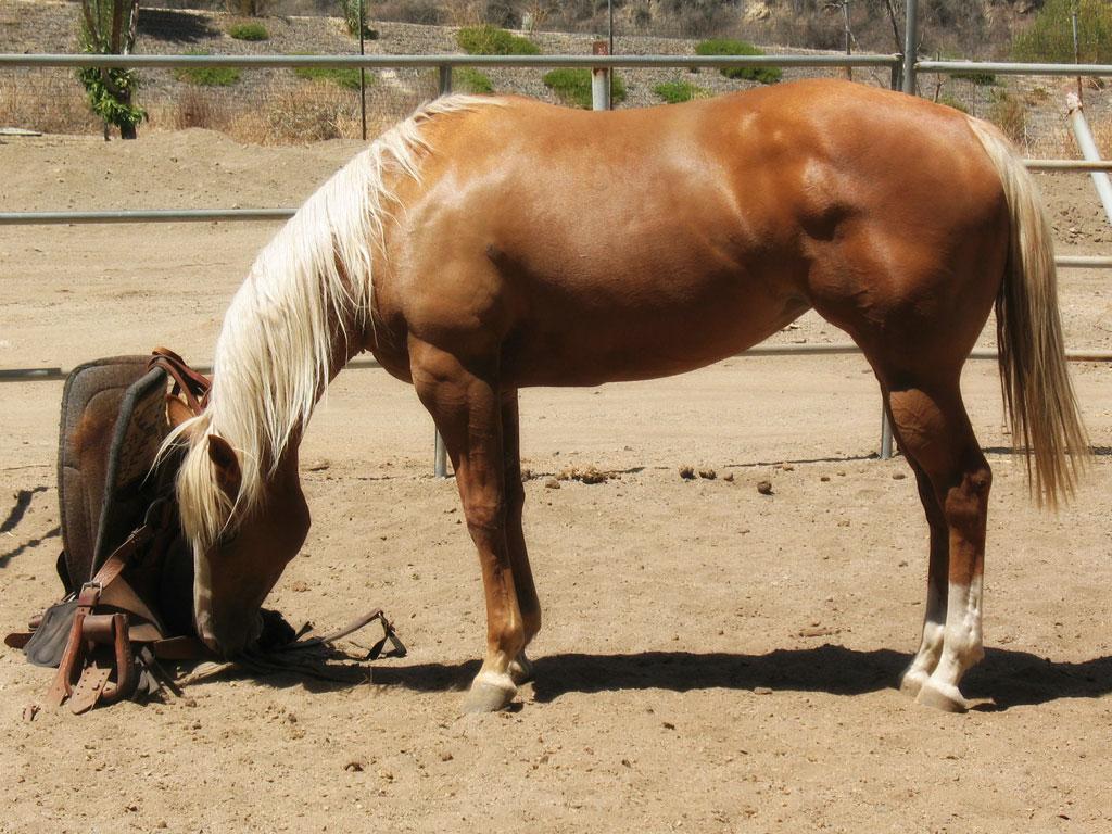 Standard Quarter Horse. -Linda