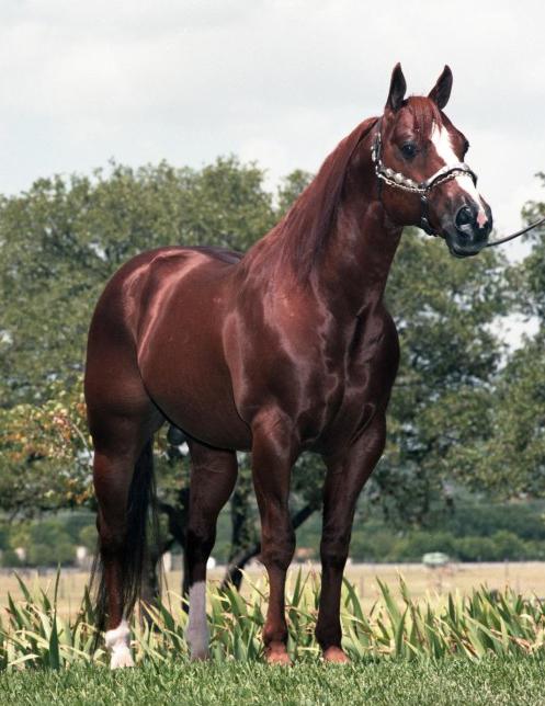 Quarter Horse stallion Doc Quixote, 1970s. - Don Shugart Photography