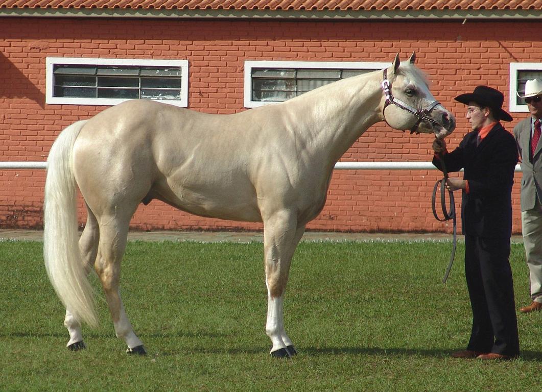 Halter Quarter Horse, seen in profile. - Quarter_Horse(REFON).jpg: José Reynaldo da Fonseca derivative work: Pitke (talk) — Quarter_Horse(REFON).jpg