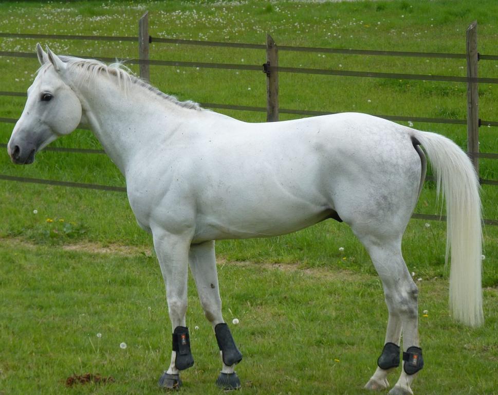 Anglo-Arabian stallion - Wikikoko