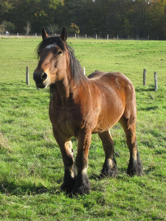 Ardennes stallion from the Fourneau Saint-Michel estate in Saint-Hubert (Belgium).- Marie-Claire — Own work