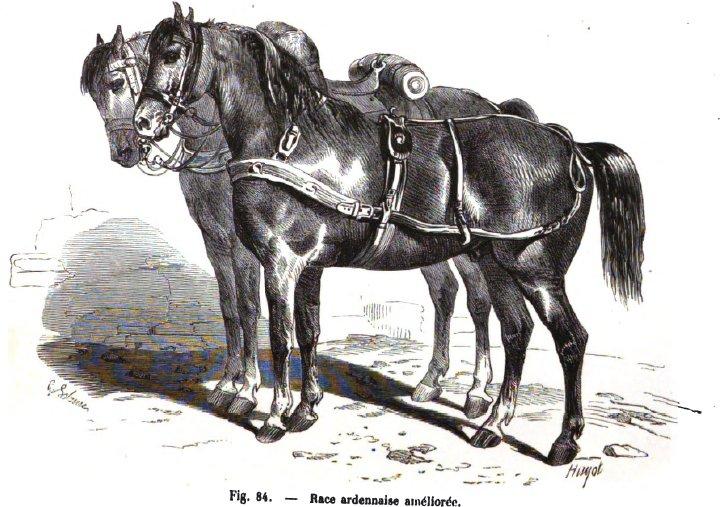 Engraving of an “improved” Ardennes horse in 1861.