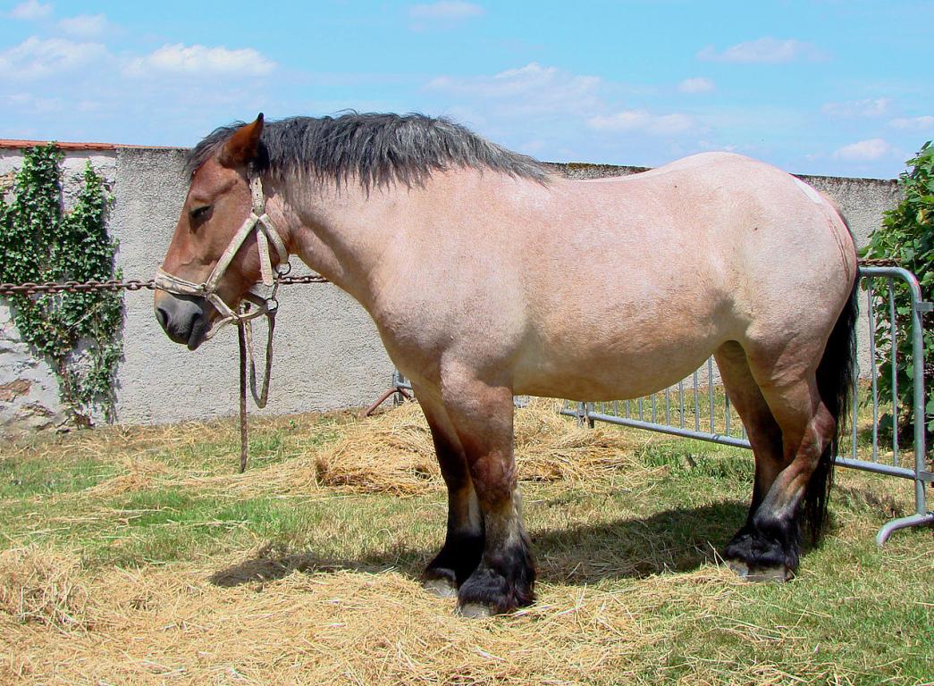 Roan Ardennes horse, asleep standing up. - Vassil — Own work