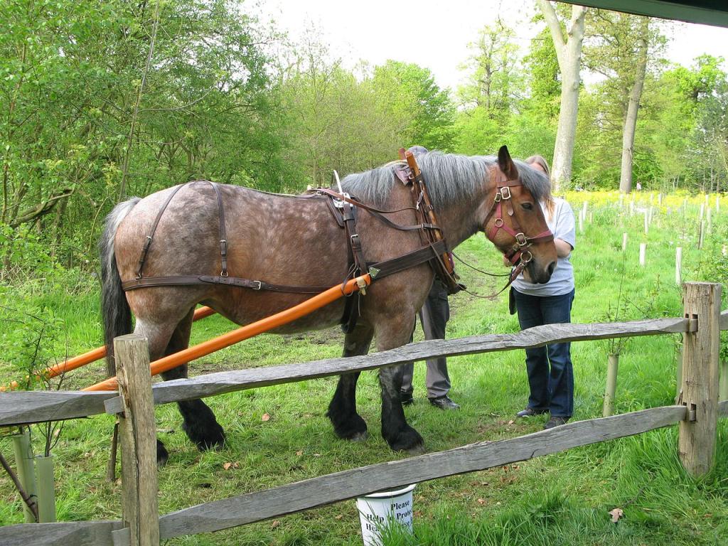 Harnessing an Ardennes man before being put to work in the fields. - Julian Tysoe