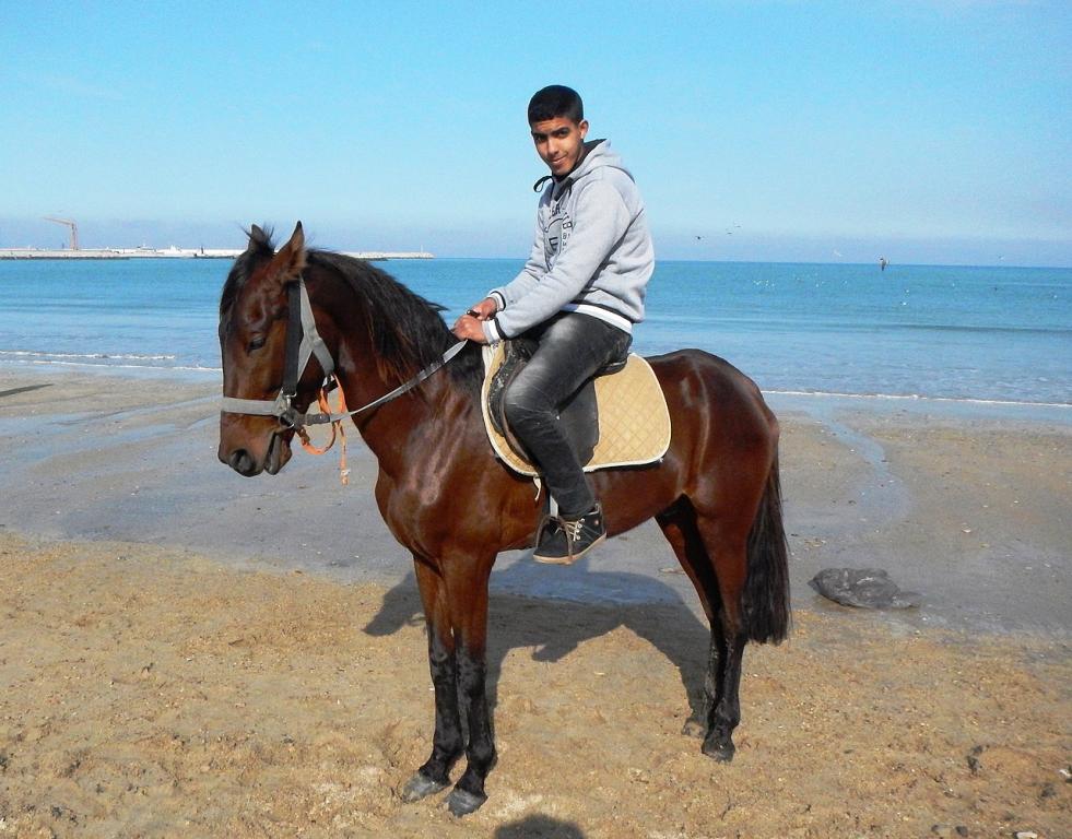 Barbe ridden by a young rider in Tangier. - Jérome Ferri