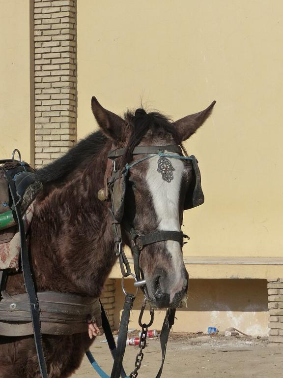 Head of a two-year-old Barbe, pulling a tourist carriage in Tozeur, Tunisia. - CC BY-SA 4.0 - Tsaag Valren