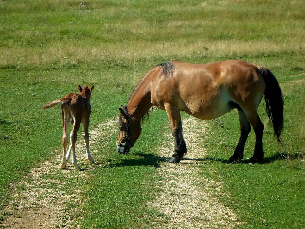  Bosnian mare and foal, bay with brown. - CC BY-SA 4.0 - MilanK Kralj