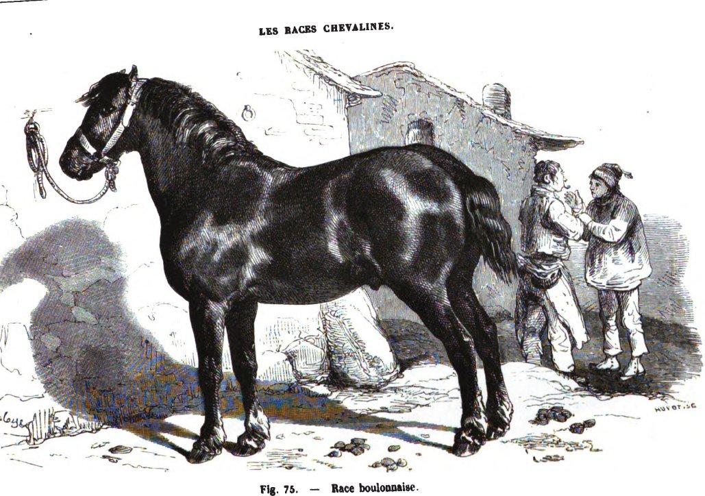 Engraving of a Boulonnais horse in 1861. - Louis Moll, Eugène Nicolas Gayot