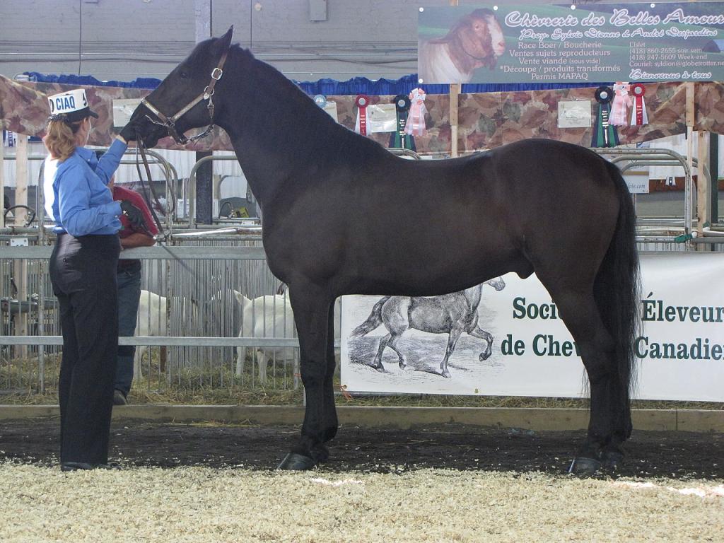  Judging a Canadian horse at Expo Québec, in 2009. - CC BY 3.0 - busand2003