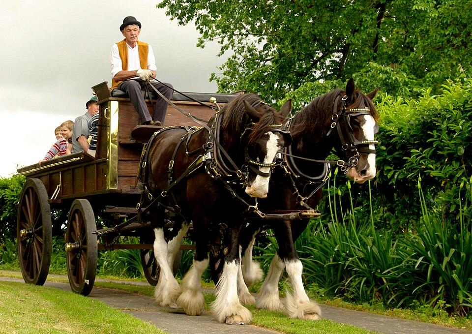 Team of Clydesdales at Monavale Homestead in New Zealand. - Photo: Jude