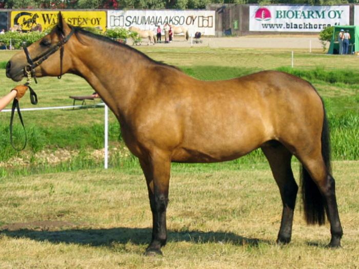Connemara mare on model. - CC BY-SA 3.0 - Satu Pitkänen