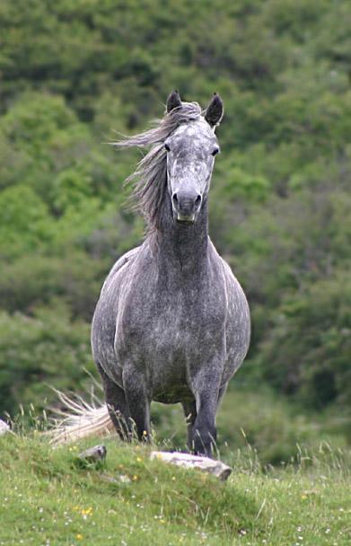  Gray Connemara, seen from the front. - CC BY-SA 2.0 by - Olaf Kleinwegen