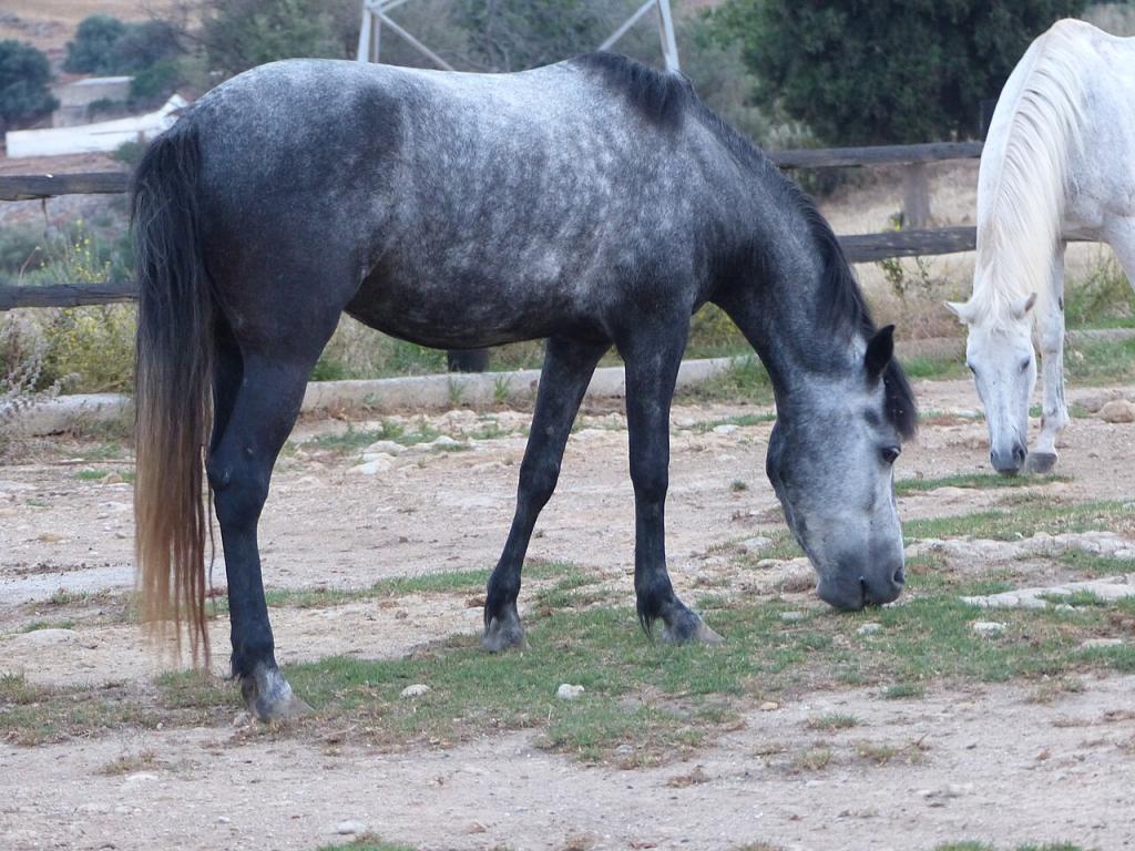  Young Cretan horse in Georgioupoli, Grillos stables - CC BY-SA 4.0 - Photo: Tsaag Valren