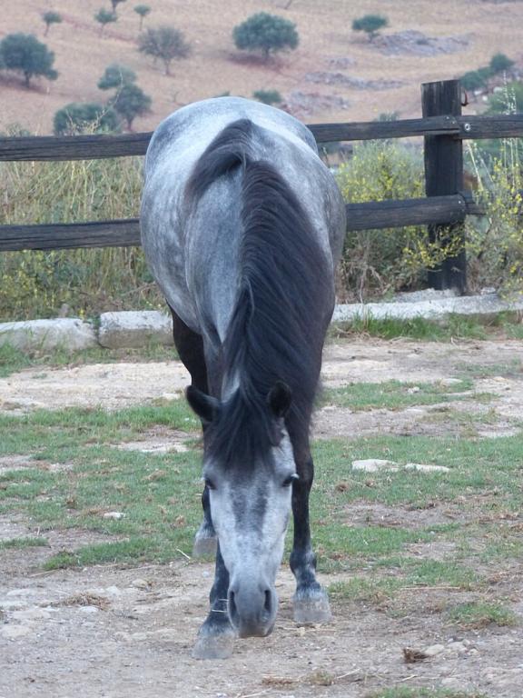 Grey Cretan horse, seen from the front, at Grillos Stables. - CC BY-SA 4.0 - Photo: Tsaag Valren