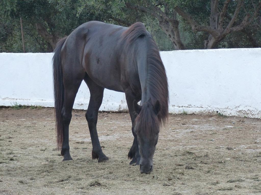 Black Cretan horse, stable Grillos. - CC BY-SA 4.0 - Photo: Tsaag Valren