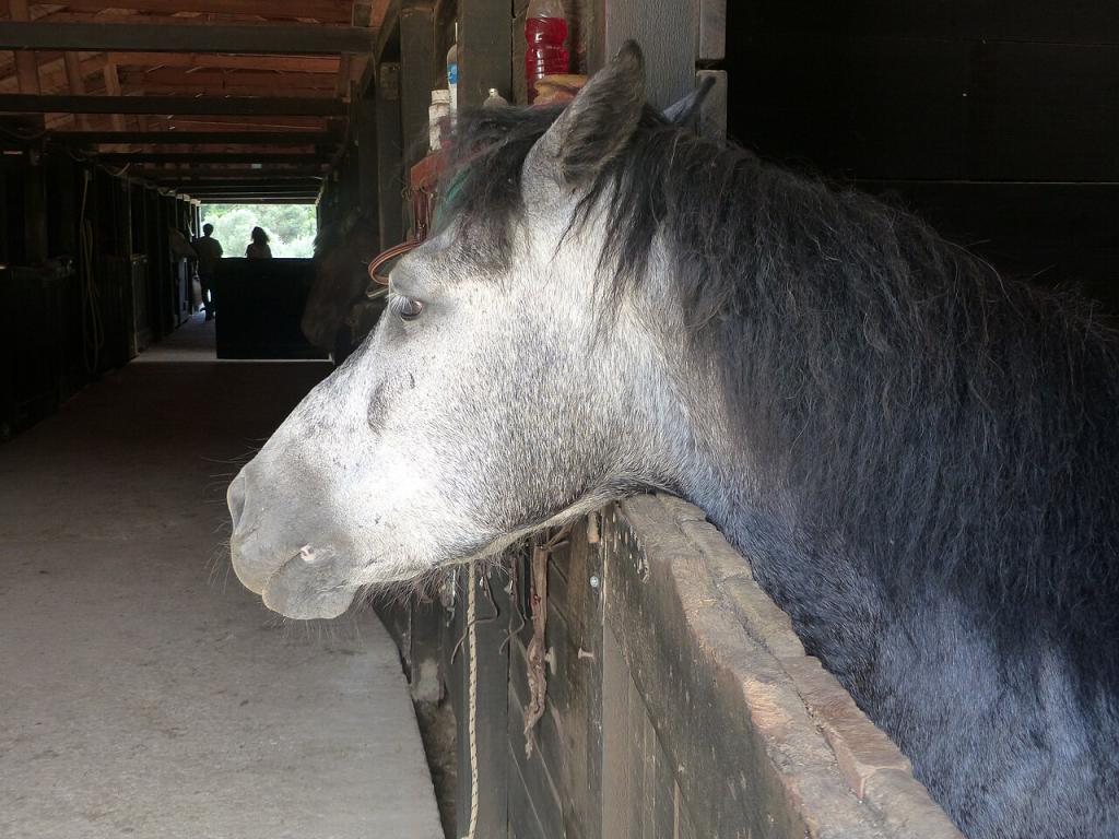 Young Cretan horse in the stable, Grillos stables. - CC BY-SA 4.0 - Photo: Tsaag Valren