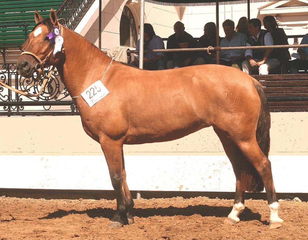 Bay Argentinian Criollo mare - CC BY 3.0 - Luciodec