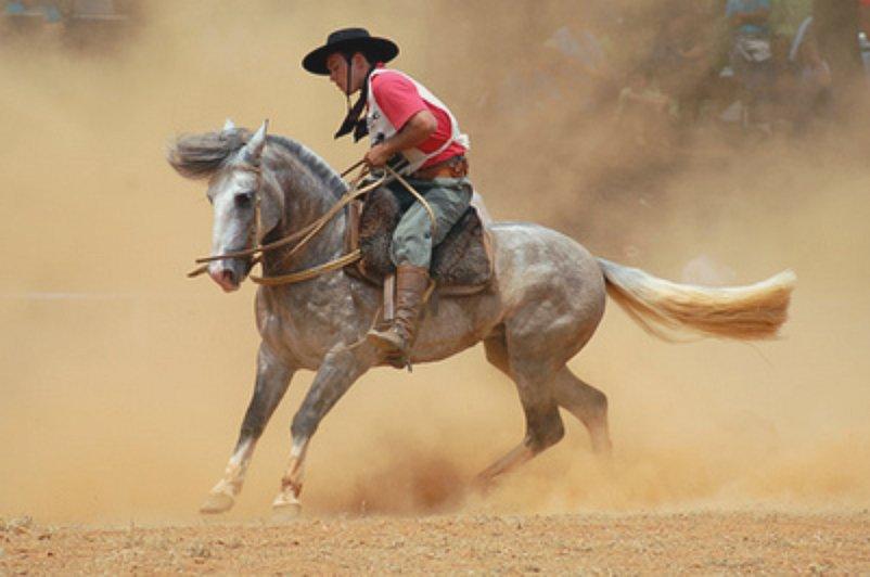 Criollo mounted in traditional harness. - CC BY-SA 2.0 - Comparceiro