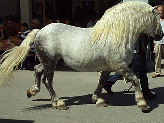 Grey  Croatian Coldblood- CC BY-SA 3.0 - Fraxinus Croat