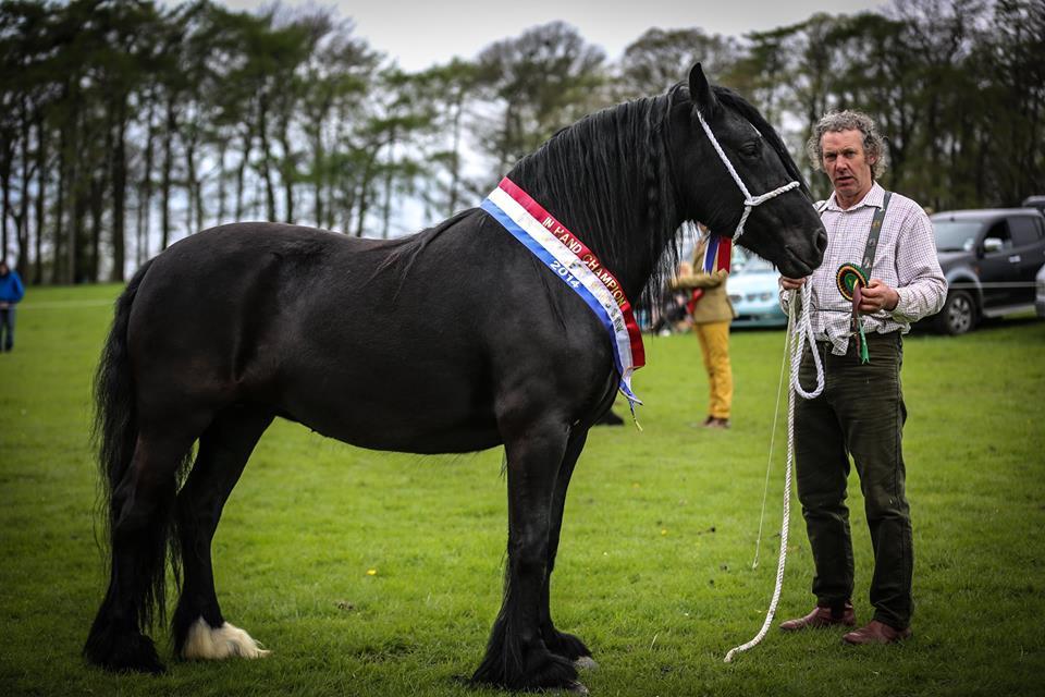 Jument dales primée en Angleterre. - CC BY-SA 4.0 - The Dales Pony Society 