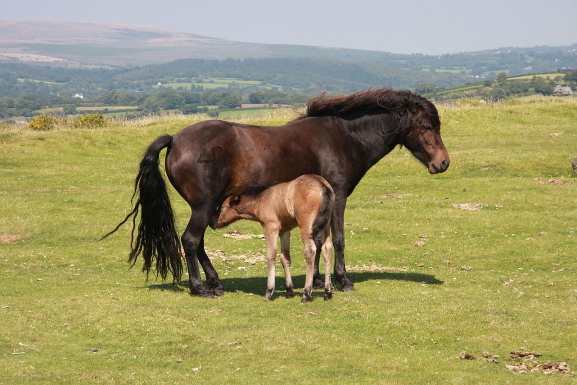 Jument Dartmoor et son poulain, en semi-liberté - CC BY 2.0 - Mike Knapp