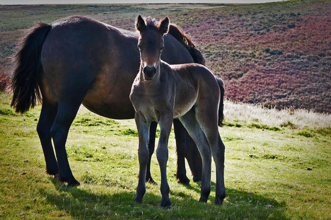 Femelle Dartmoor en semi-liberté avec son poulain. - CC BY 2.0 - Mark Robinson