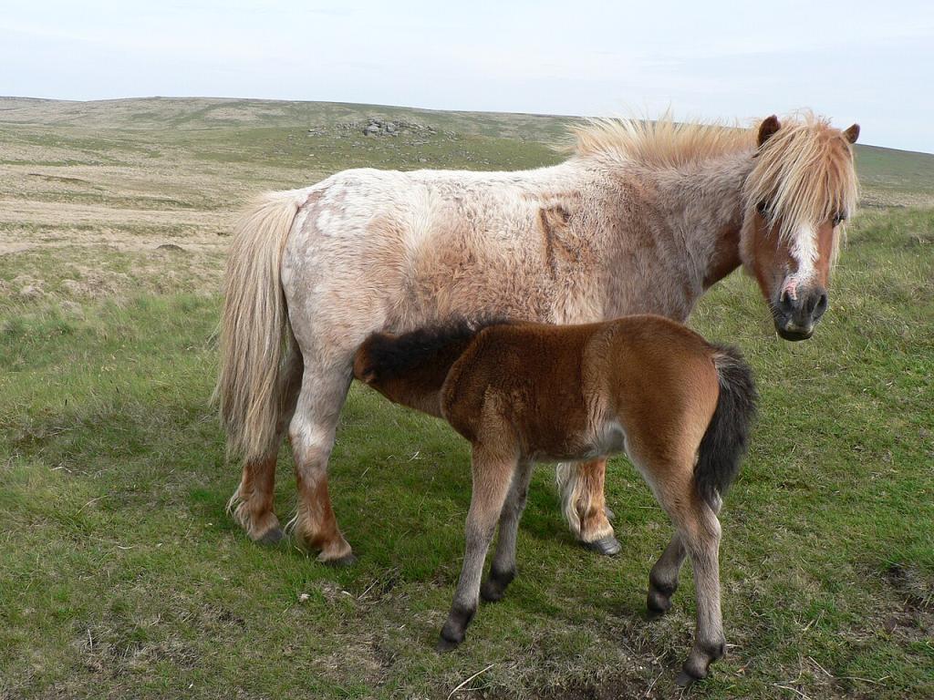  Une jument Dartmoor allaitant son poulain - CC BY 2.0 - Lostajy