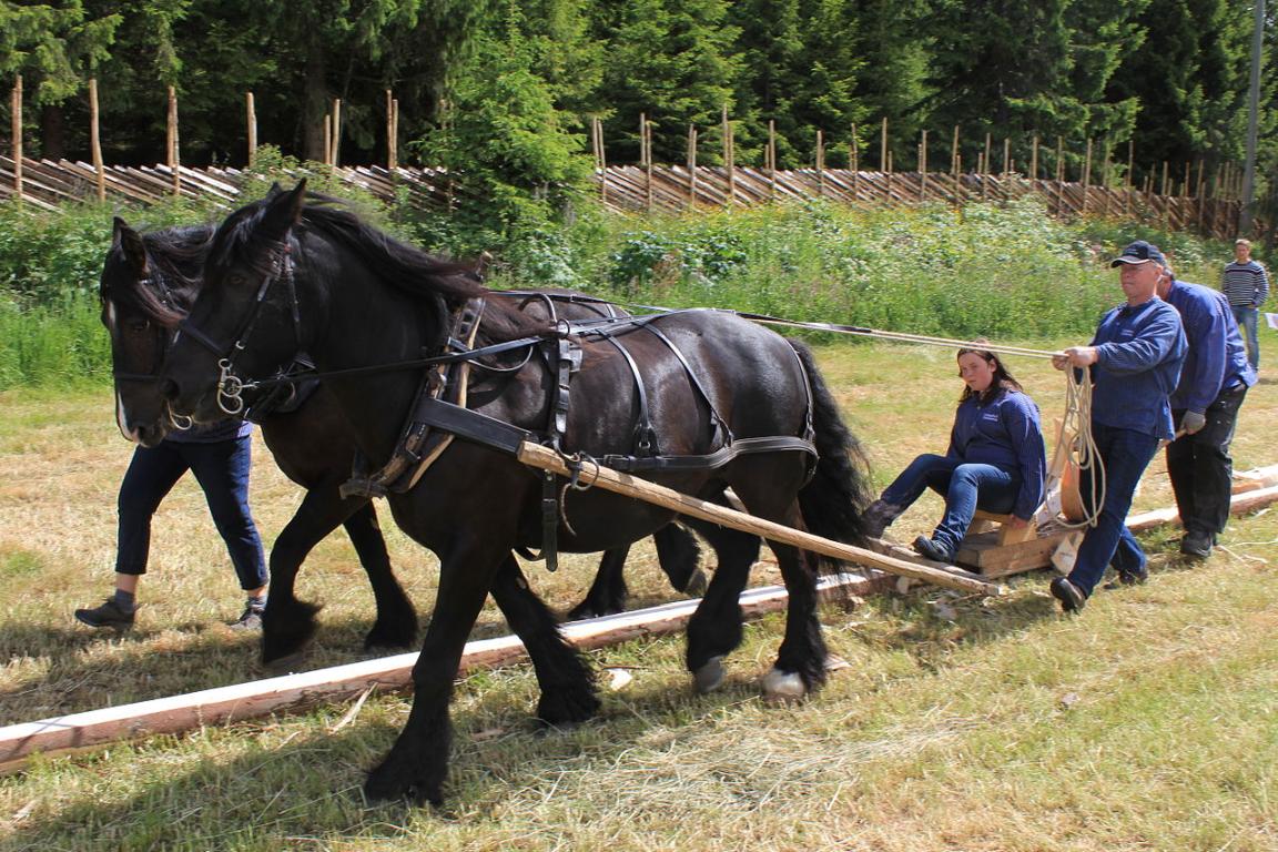 Pulling work with a pair of Døle - CC BY-SA 3.0 - Øyvind Holmstad