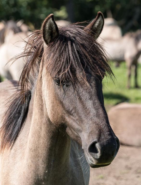 Pony Dülmener - Dietmar Rabich