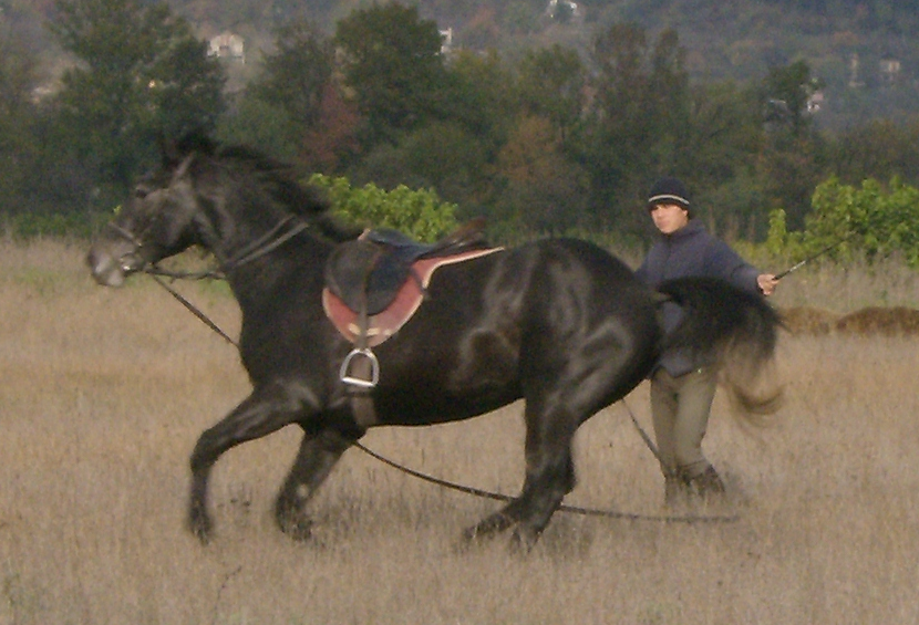 Eastern Bulgarian in training. - Photo: Izvora