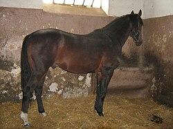 Tarzan, bay Bulgarian oriental horse. - Public domain - Izvora