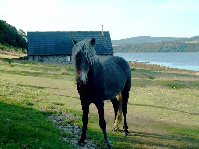 An Eriskay pony on Holy Island. - CC BY-SA 3.0 - Picture by Sarah Lionheart taken in August 2003.