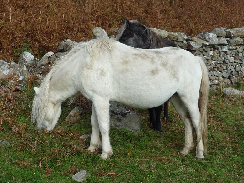  Eriskay ponies grazing near a low wall on Holy Island. - CC BY 2.5 - Photo: Roger W Haworth
