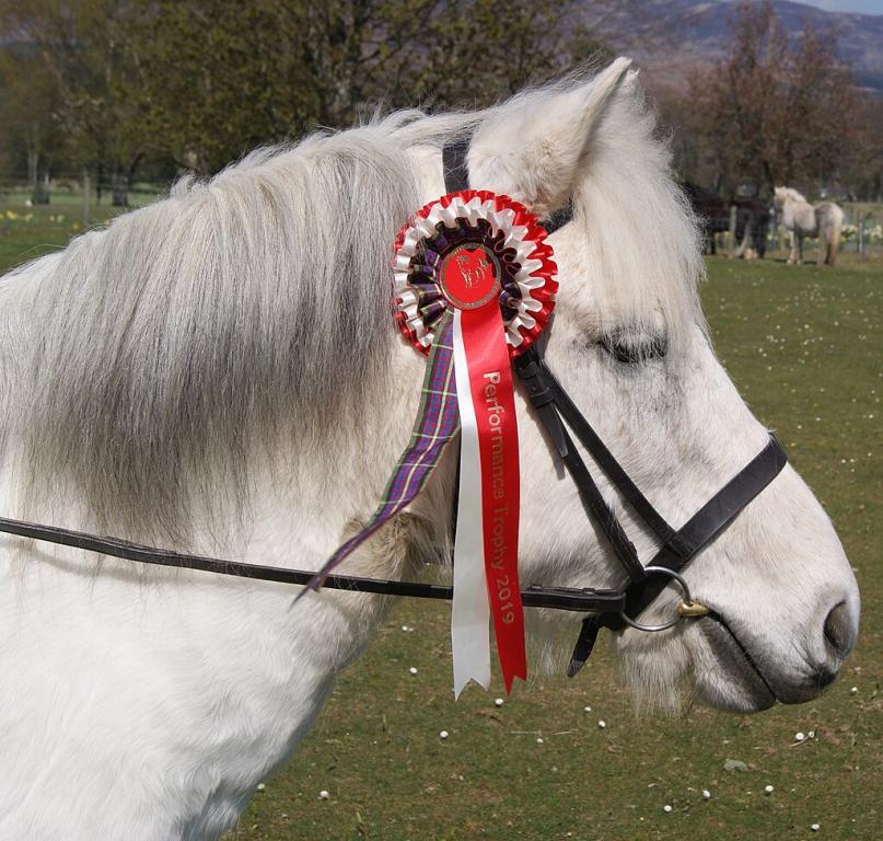 Head of a prize-winning Eriskay pony at a show. - CC BY-SA 4.0 - Photo: West!islandman