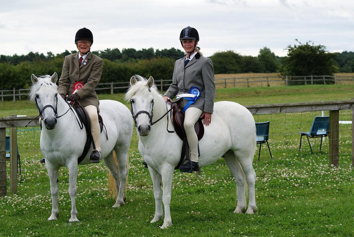 Eriskay ponies being ridden at a show. - CC BY-SA 4.0 - Photo: West!islandman