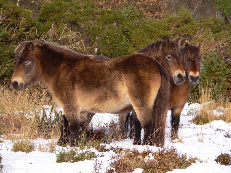 Exmoor ponies in winter: the coat hair is longer. - CC BY 2.0 - Photo: me'nthedogs