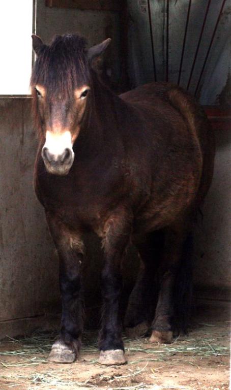 Exmoor pony model. - CC BY 2.0 - Photo: Just chaos