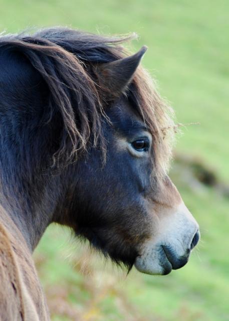  Exmoor pony stallion seen from the side - CC BY-SA 2.0 - Photo: Simon Huguet
